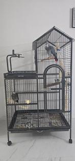 Grijze Roodstaart koppel + kooi, Ophalen, Metaal, Vogelkooi
