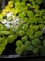 Limnobium laevigatum drijfplant aquarium, Dieren en Toebehoren, Vissen | Aquaria en Toebehoren, Ophalen of Verzenden, Plant(en), Steen of Hout