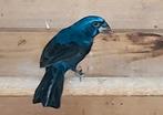 Braziliaanse blauwe bisschop, Dieren en Toebehoren, Meerdere dieren, Wildzangvogel
