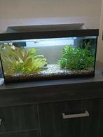 60 bij  30 bij 30. aquarium incl pomp verlichting en vissen, Ophalen of Verzenden, Zo goed als nieuw, Gevuld zoetwateraquarium