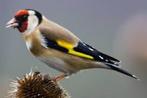 Gezocht bloemputter pop, Vrouwelijk, Wildzangvogel