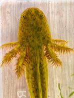 Axolotl,Ambystoma Mexicanum,salamander, Dieren en Toebehoren, Schildpad