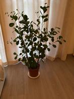 Ficusplant - Gratis af te halen, Ophalen, Ficus, 100 tot 150 cm, Halfschaduw