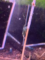 🦐 Blue Bolt garnalen (Caridina), Dieren en Toebehoren, Kreeft, Krab of Garnaal
