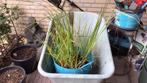 6x pennisetum black beauty, Ophalen, Volle zon