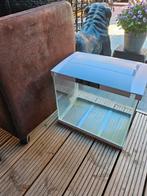 Super Fish aquarium, Dieren en Toebehoren, Vis