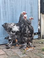 Brahma hanen zilverpatrijs, Dieren en Toebehoren, Pluimvee, Mannelijk, Kip
