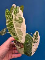 Alocasia Frydek Variegata p10 (6), Huis en Inrichting, Kamerplanten, Ophalen of Verzenden, Halfschaduw, Minder dan 100 cm