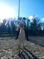 lease pony gezocht/bijrijder aangeboden, Ophalen of Verzenden, Nieuw