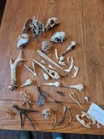 diverse skeleten, Verzamelen, Ophalen of Verzenden, Gebruikt, Vogel, Schedel