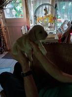 Te koop  kruising  engelse  cocker  spaniel  en  boomer, Dieren en Toebehoren, Reu, Eén hond, Klein, Nederland