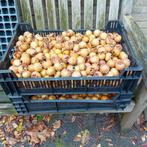 mispels te koop, Ophalen of Verzenden, Nieuw