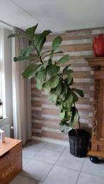 Grote vioolbladplant of Ficus Lyrata, Huis en Inrichting, Kamerplanten, Ficus, Halfschaduw, In pot, 200 cm of meer