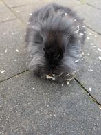 Lief leeuwenkopje vrouwtjes konijn 10 weken oud, Dieren en Toebehoren, Konijnen, Vrouwelijk