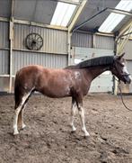 3,5 jarige welsh b ruin, Dieren en Toebehoren, Pony's, Met stamboom, Ruin, 3 tot 6 jaar, C pony (1.27m tot 1.37m)