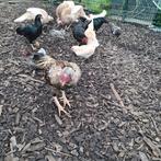 Toom shamo,'s, Dieren en Toebehoren, Meerdere dieren, Kip