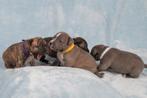 Supermooi nestje Engelse Stafford-pups, Rabiës (hondsdolheid), Overige rassen, 8 tot 15 weken, Meerdere