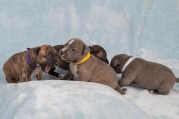 Supermooi nestje Engelse Stafford-pups beschikbaar voor biedingen