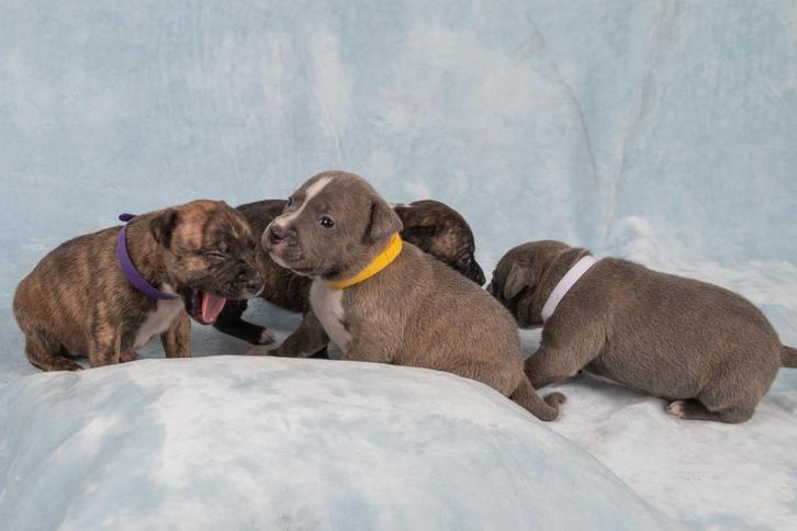 Supermooi nestje Engelse Stafford-pups, Dieren en Toebehoren, Honden | Jack Russells en Terriërs, Meerdere dieren, Overige rassen