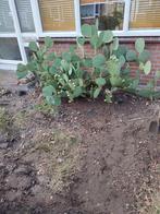 Schijf Cactus., Volle zon, Vaste plant, Zomer, Ophalen