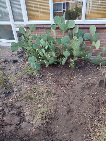 Schijf Cactus. beschikbaar voor biedingen