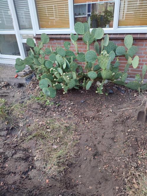 Schijf Cactus., Tuin en Terras, Planten | Tuinplanten, Vaste plant, Overige soorten, Volle zon, Zomer, Ophalen