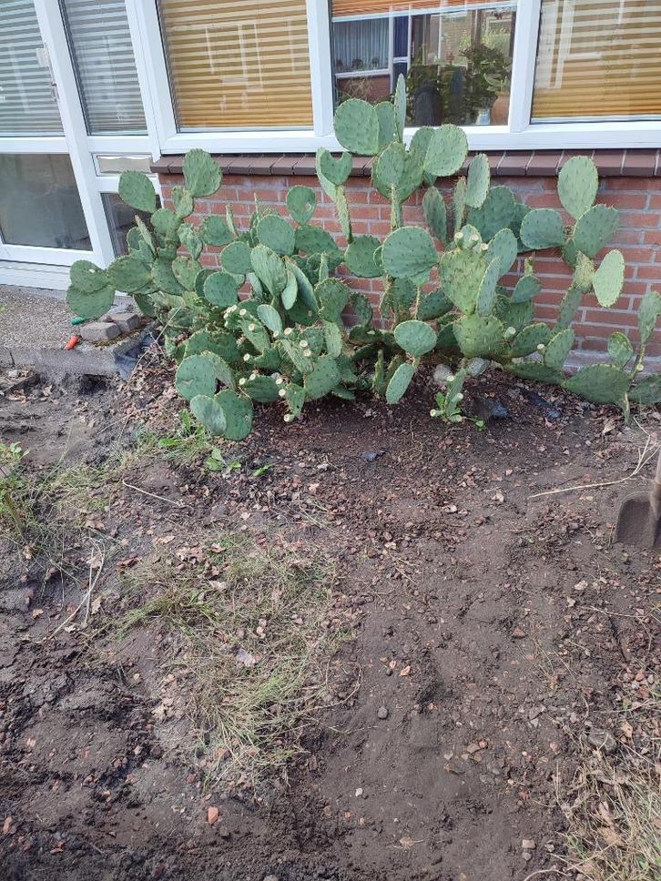 Schijf Cactus., Tuin en Terras, Planten | Tuinplanten, Vaste plant, Overige soorten, Volle zon, Zomer, Ophalen