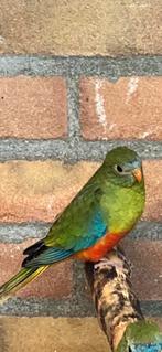 Jong Turquoisine parkiet, Dieren en Toebehoren, Vrouwelijk, Parkiet