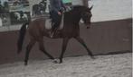 100 % correcte,  röntgen ok , mooie, lieve BWP ruinen, Dieren en Toebehoren, Paarden, Springpaard, Gechipt, Ruin, L