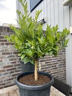 Mooie citrus limequat boom op stam in pot aangeboden!!, Ophalen, Volle zon, In pot, Citroenboom