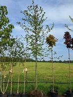 Carpinus betulus, Haagbeuk beukenboom hoogstam 18-20 cm, Tuin en Terras, Planten | Bomen, In pot, Halfschaduw, Lente, 400 cm of meer