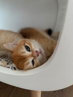 Britse korthaar | British shorthair golden kitten, Poes, Gechipt, 0 tot 2 jaar
