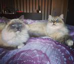 Twee siberische boskaters, Dieren en Toebehoren, Katten en Kittens | Raskatten | Langhaar, Kater, Met stamboom, 6 jaar of ouder