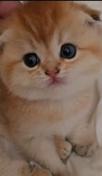 Britse korthaar kittens Golden schaded ny 11, Poes, Ontwormd, 0 tot 2 jaar