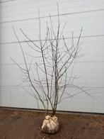Amelanchier lamarckii | Meerstammige krent | 80 tot 175 cm, Tuin en Terras, Planten | Struiken en Hagen, Ophalen, Overige soorten