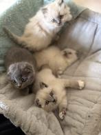 Britse kortharen, Dieren en Toebehoren, Katten en Kittens | Overige Katten, Meerdere dieren, Kortharig, 0 tot 2 jaar