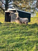 Mooie quessant ram, Dieren en Toebehoren, Schapen, Geiten en Varkens, Schaap, Mannelijk