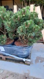 Oostenrijkse den (Pinus nigra 'Nana') 🌿 meerstam, Ophalen, Zomer, Volle zon, Overige soorten