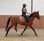 4 jarige KWPN ruin, Springpaard, Gechipt, Ruin, Zadelmak