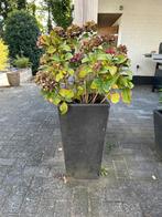 Grote kunststof pot met hortensia roze. 30x30x62, Ophalen, Overige soorten, Halfschaduw