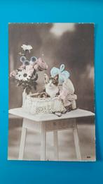 Poes in mandje, Verzamelen, Ansichtkaarten | Dieren, Ophalen of Verzenden, Voor 1920, Gelopen, Hond of Kat