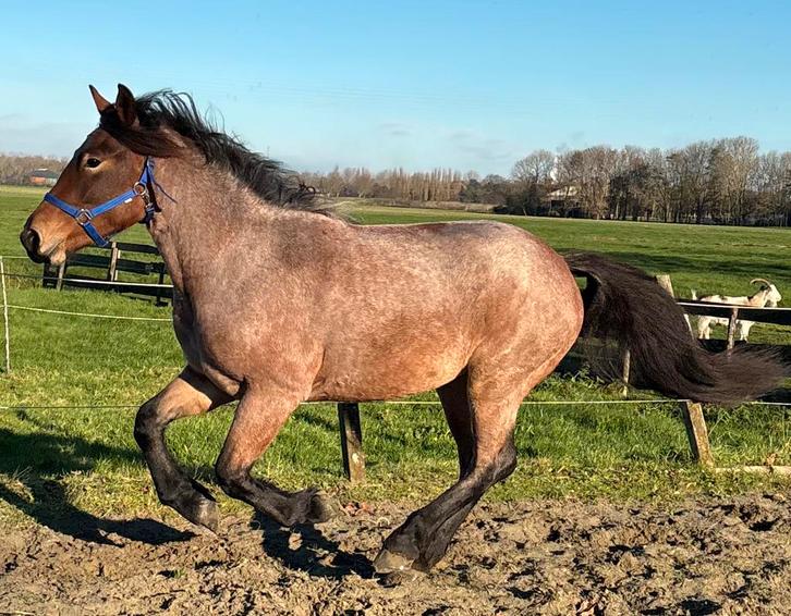 Hou jij van Apart?En leuk om zelf opleiden? Bekijk dit is!, Dieren en Toebehoren, Pony's, Merrie, Onbeleerd, E pony (1.48m - 1.57m)