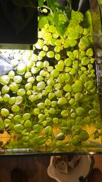 Amazon frogbit, Dieren en Toebehoren, Vissen | Aquaria en Toebehoren, Ophalen of Verzenden, Zo goed als nieuw, Plant(en), Steen of Hout