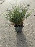 Festuca Elijah Blue - Blauw Schapengras, Ophalen, Volle zon, Vaste plant, Siergrassen