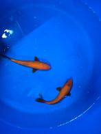 Aoki tosai mix, Karper of Koi