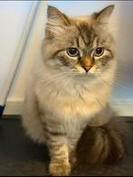 Ragdoll dekkater niet te koop, Dieren en Toebehoren