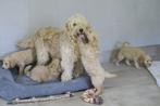 Vrolijke Medium Goldendoodle pups, Dieren en Toebehoren, Honden | Chihuahua's en Gezelschapshonden, Poedel, Nederland, Reu, CDV (hondenziekte)