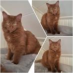 Cinnamon ragdoll kitten met stamboom DNA Fok, Poes, Met stamboom, 0 tot 2 jaar