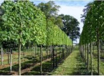 Solitaire bomen leibomen dakbomen zuilbomen beschikbaar voor biedingen