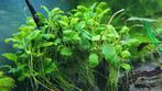 Anubias aquariumplant, Ophalen of Verzenden, Nieuw, Plant(en), Steen of Hout